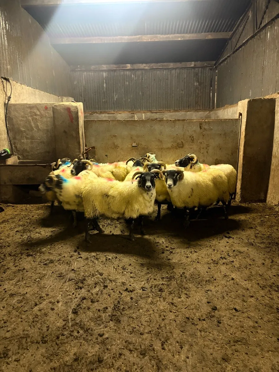 💥10 Lanark ewes 💥 - Image 4