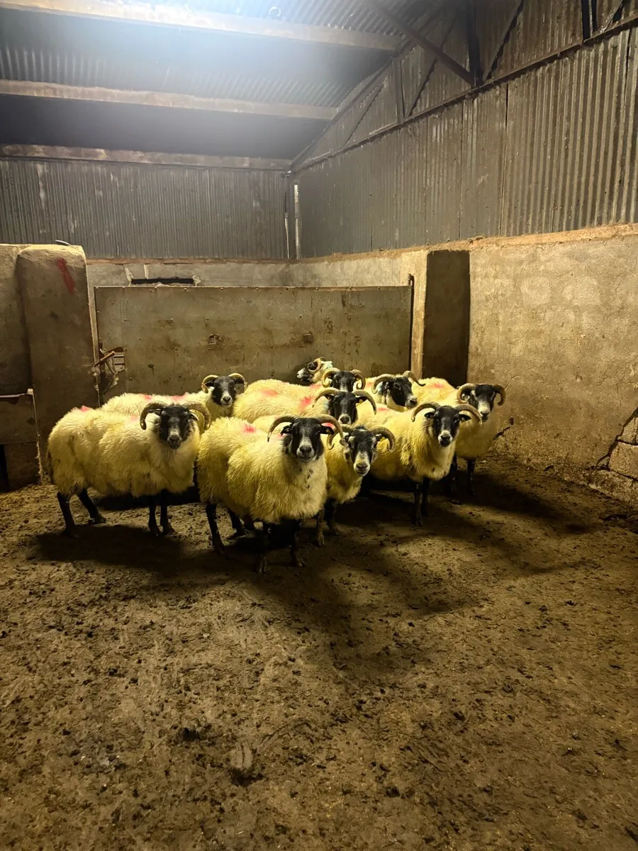💥10 Lanark ewes 💥 - Image 2