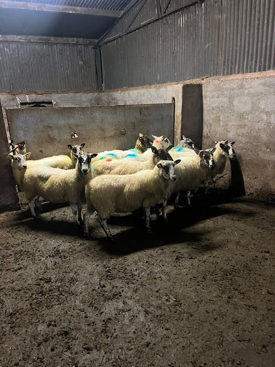 💥Mule breeding ewes 💥 - Image 2