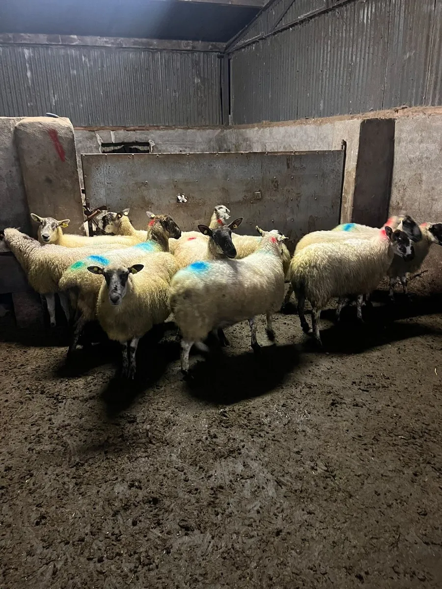 💥Mule breeding ewes 💥 - Image 3