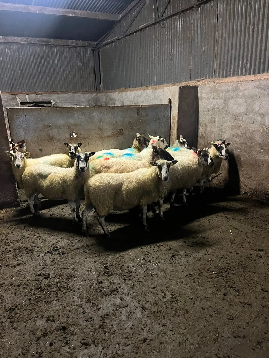 💥Mule breeding ewes 💥 - Image 1