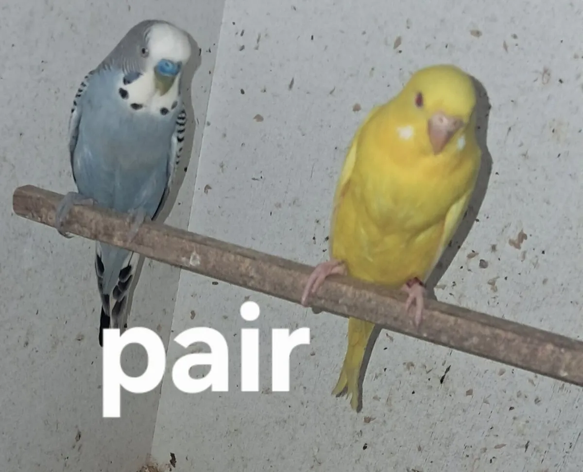 Birds - Image 3