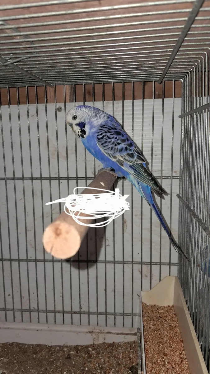 Birds - Image 2