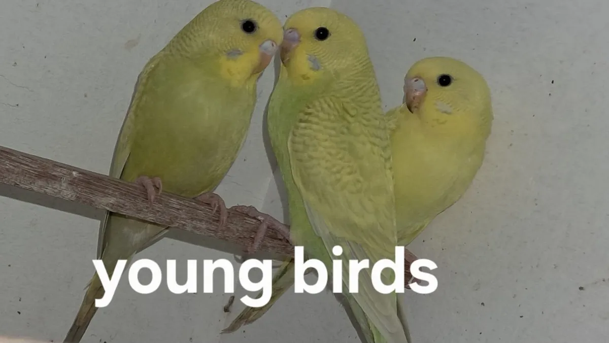Birds - Image 4