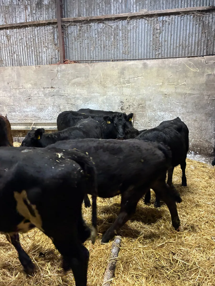 Lim and Angus heifers - Image 2