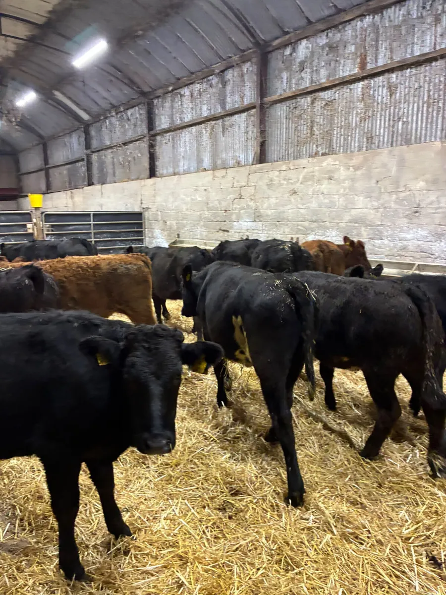 Lim and Angus heifers - Image 1