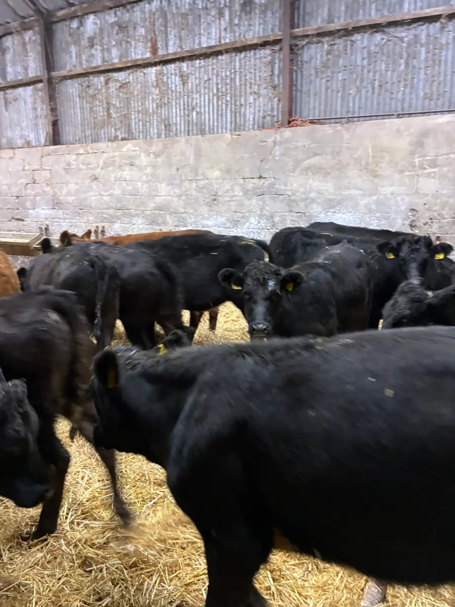 Lim and Angus heifers - Image 3