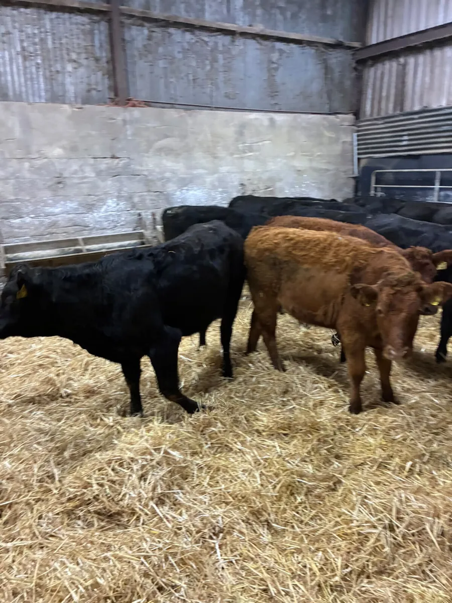 Lim and Angus heifers - Image 4