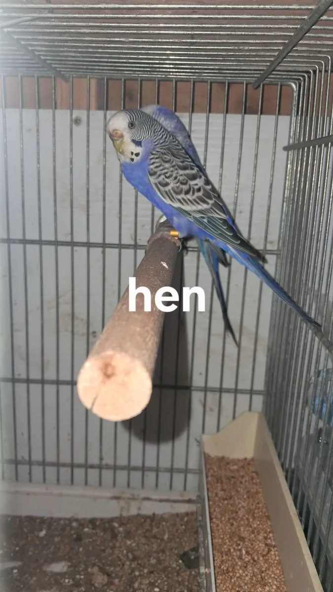 Birds - Image 1