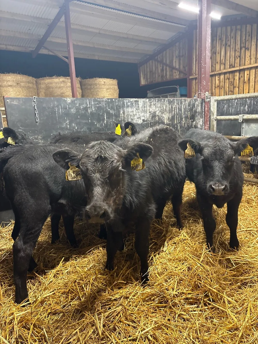 7 smashing Angus heifer runners for sale🔥 - Image 1