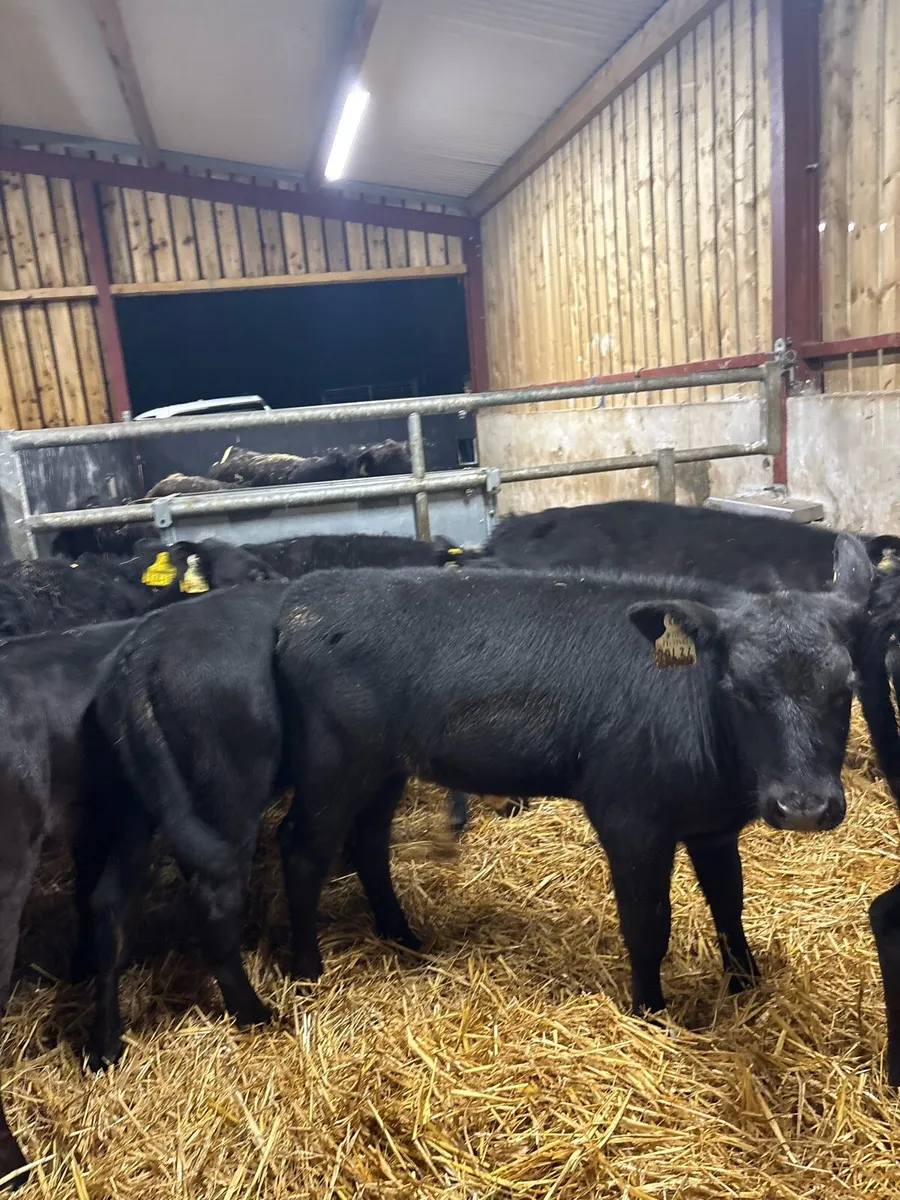 7 smashing Angus heifer runners for sale🔥 - Image 4
