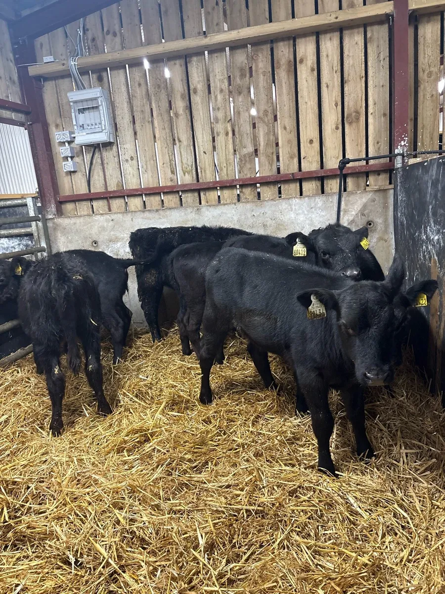 7 smashing Angus heifer runners for sale🔥 - Image 2