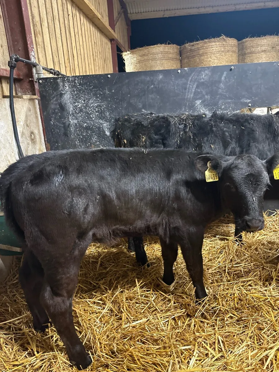 7 smashing Angus heifer runners for sale🔥 - Image 3