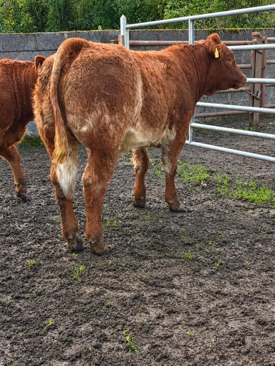 ⭐️⭐️ Super Heifer Calves For Sale ⭐️⭐️ - Image 1