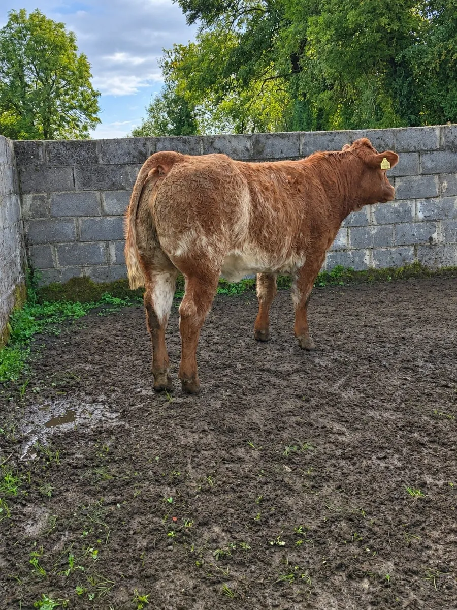 ⭐️⭐️ Super Heifer Calves For Sale ⭐️⭐️ - Image 2