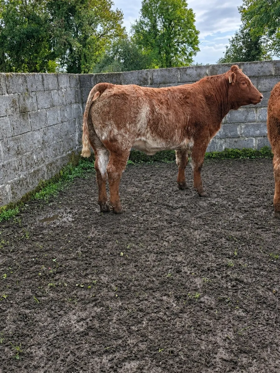 ⭐️⭐️ Super Heifer Calves For Sale ⭐️⭐️ - Image 3
