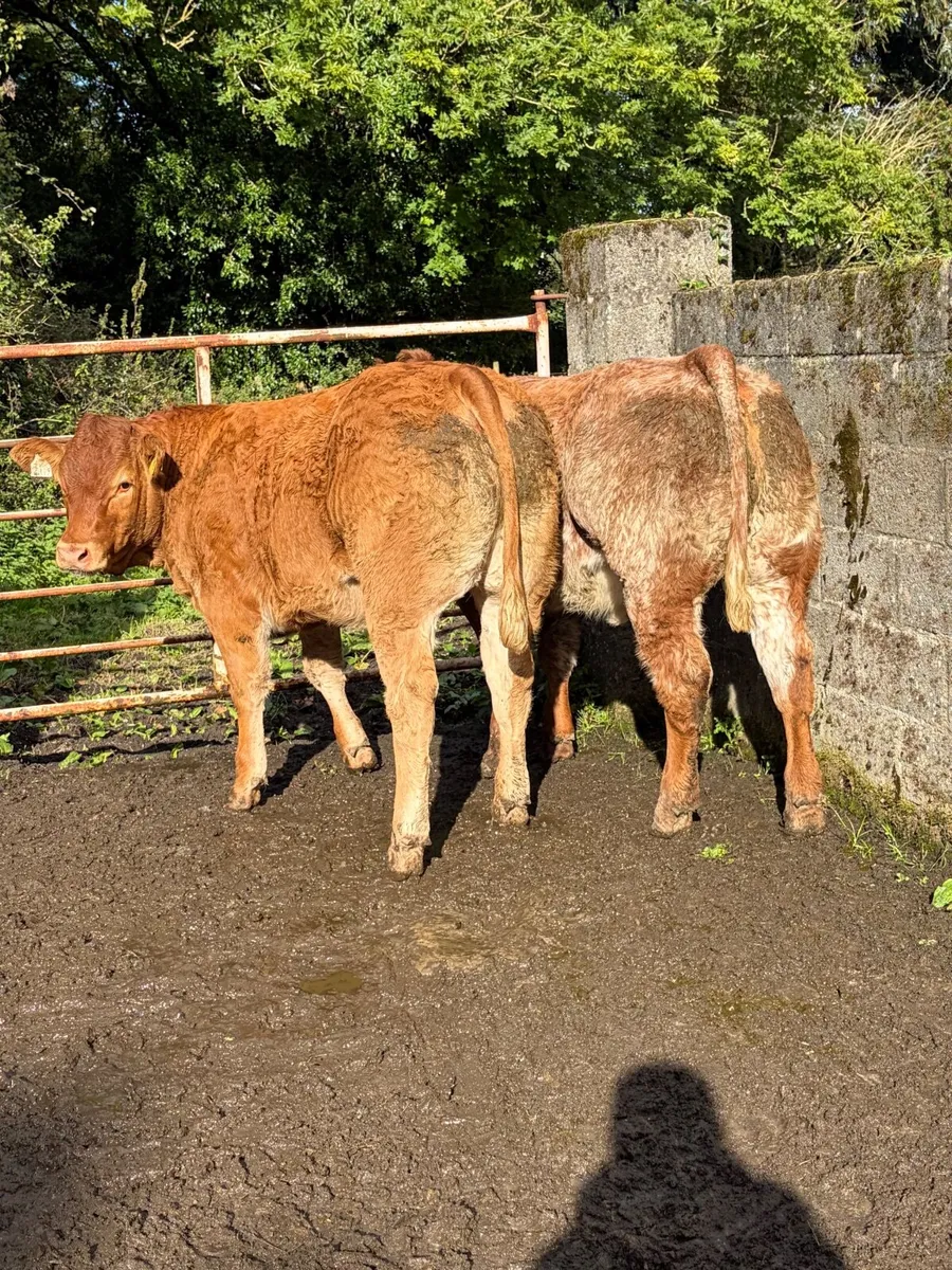 ⭐️⭐️ Super Heifer Calves For Sale ⭐️⭐️ - Image 4