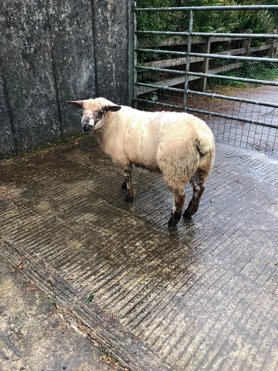 Ideal starter Flock - Image 1