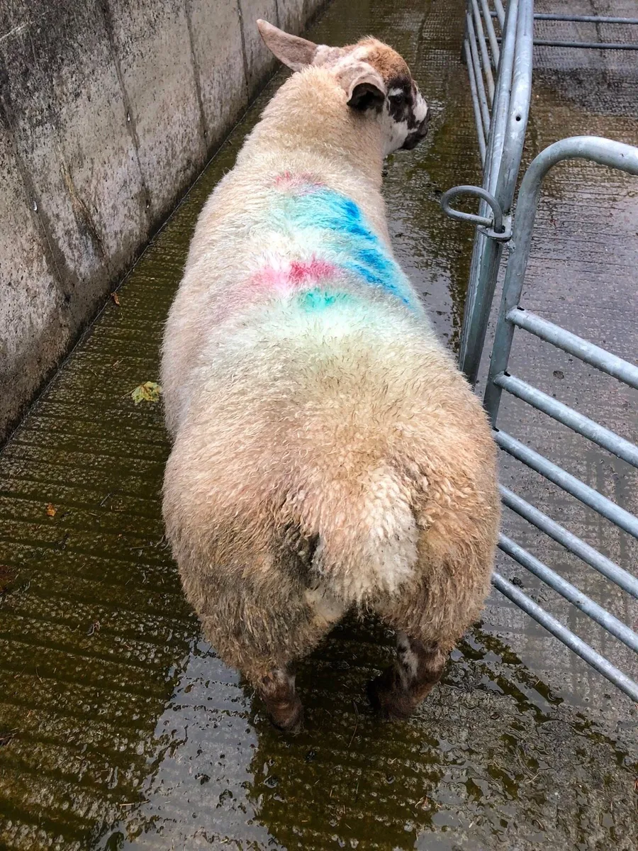 Ideal starter Flock - Image 3