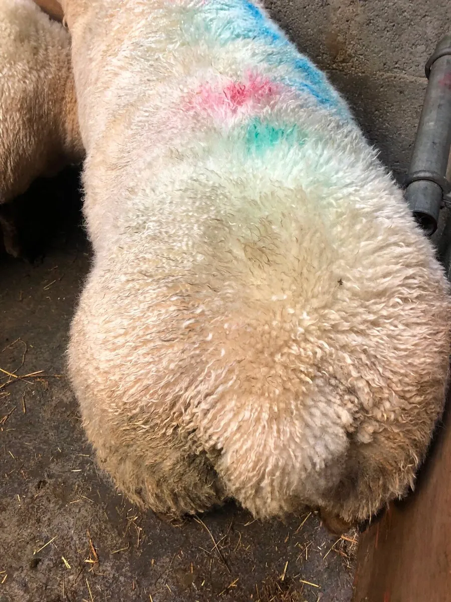 Ideal starter Flock - Image 4