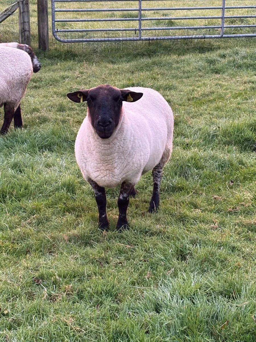 Ideal starter Flock - Image 2