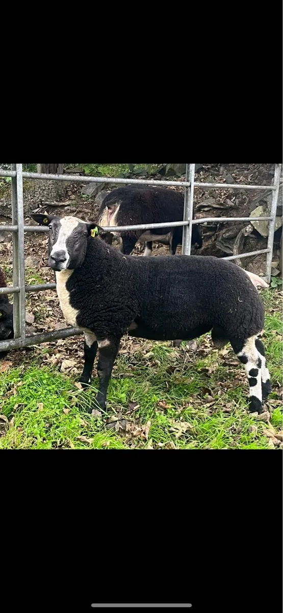 Pedigree Dutch spotted ram lamb - Image 1