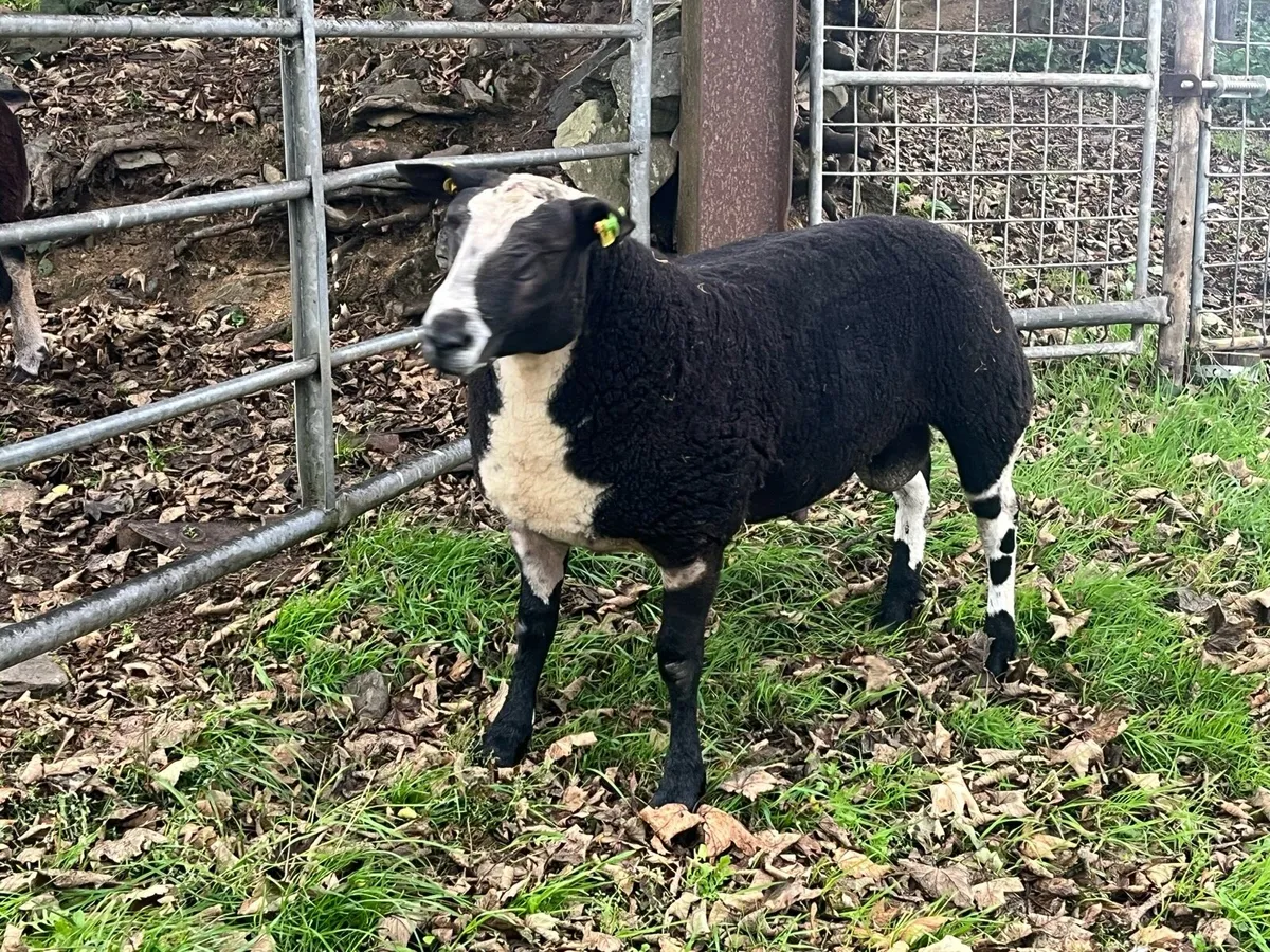 Pedigree Dutch spotted ram lamb - Image 2