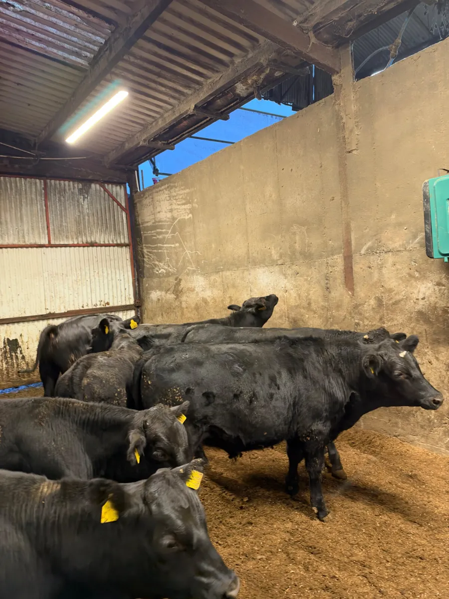 Angus and lim bullocks - Image 1