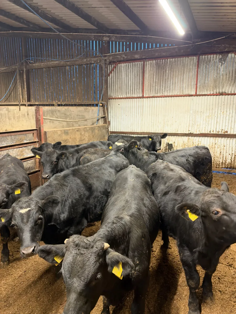 Angus and lim bullocks - Image 2