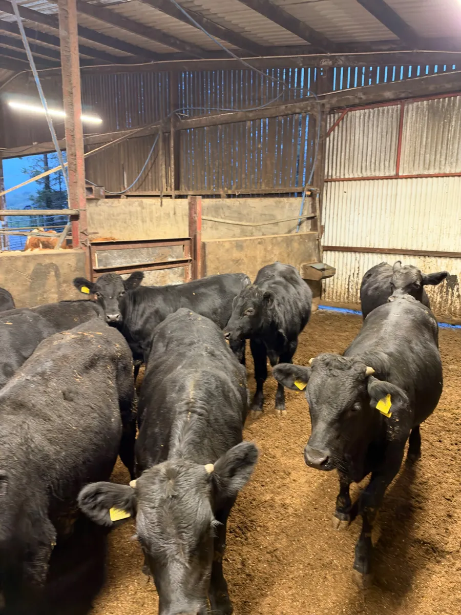 Angus and lim bullocks - Image 4