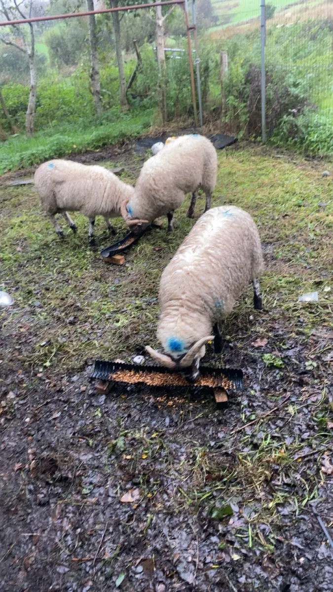 3 strong ramb lambs - Image 2