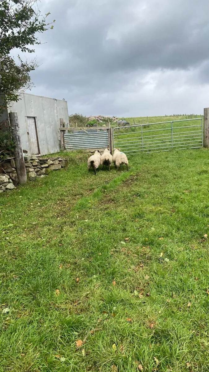3 strong ramb lambs - Image 3