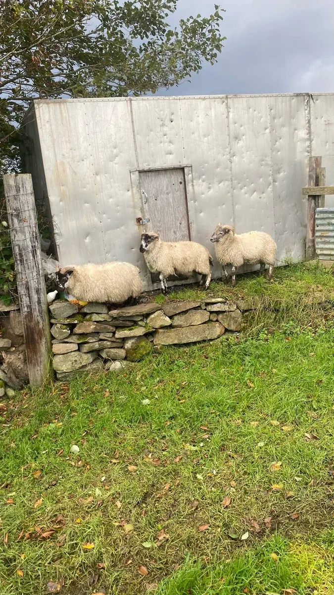 3 strong ramb lambs - Image 1