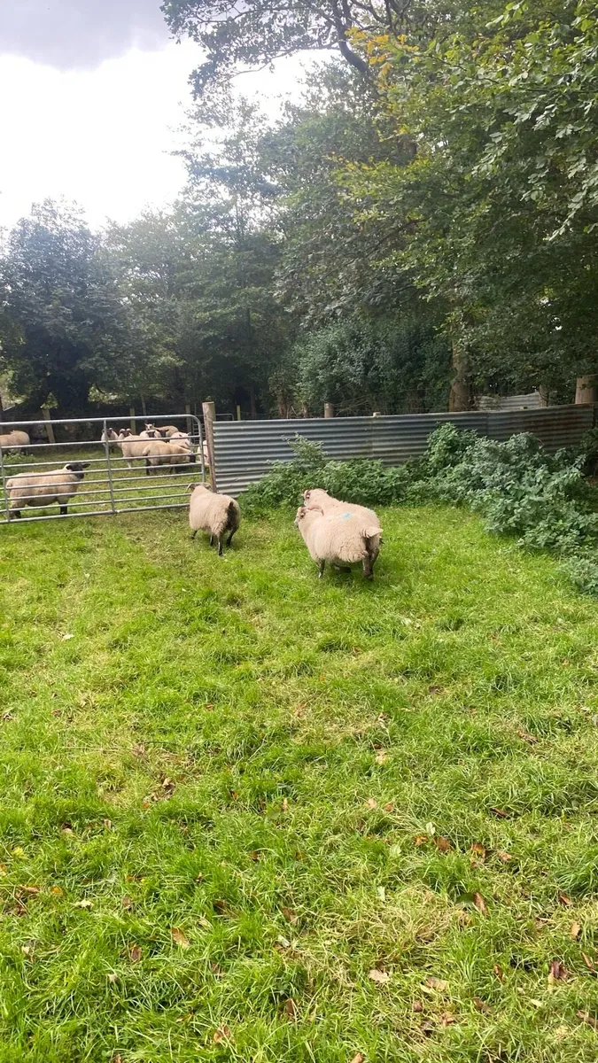 3 strong ramb lambs - Image 4