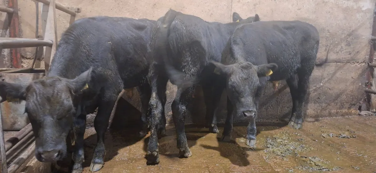 Angus Bulls - Image 2