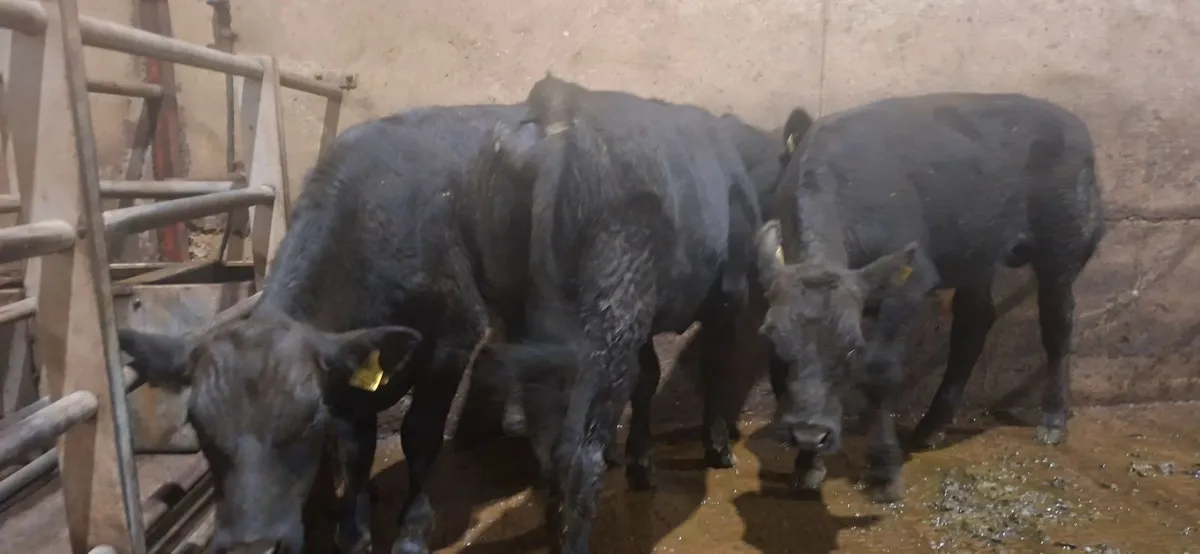 Angus Bulls - Image 3