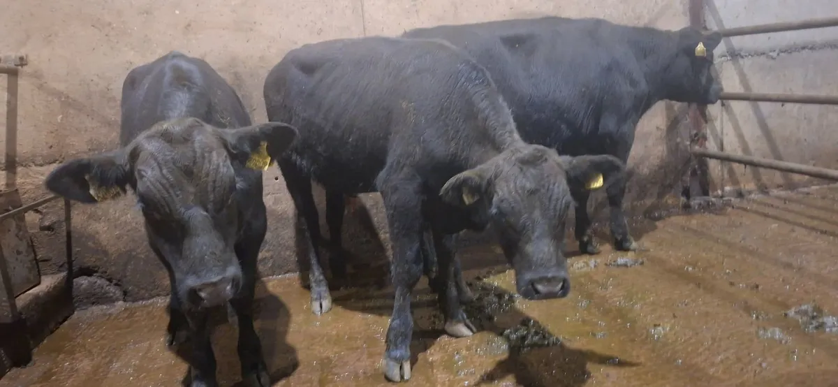 Angus Bulls - Image 1