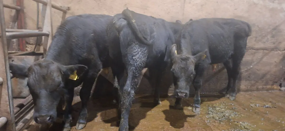 Angus Bulls - Image 4
