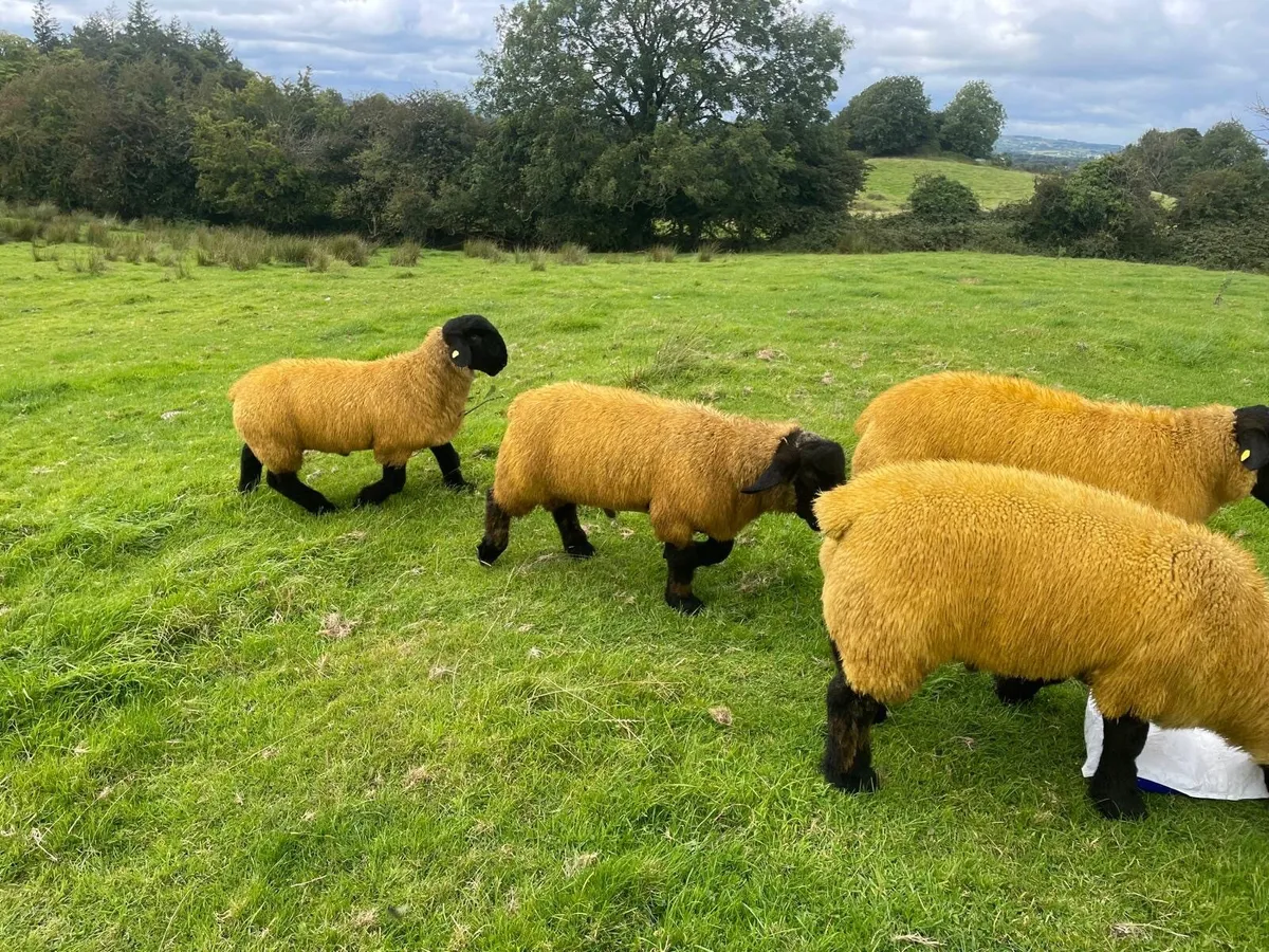 Pedigree Suffolk Rams