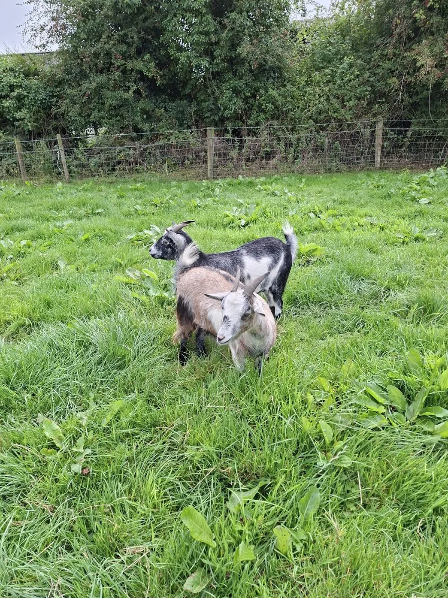 Pygmy Goats - Image 3