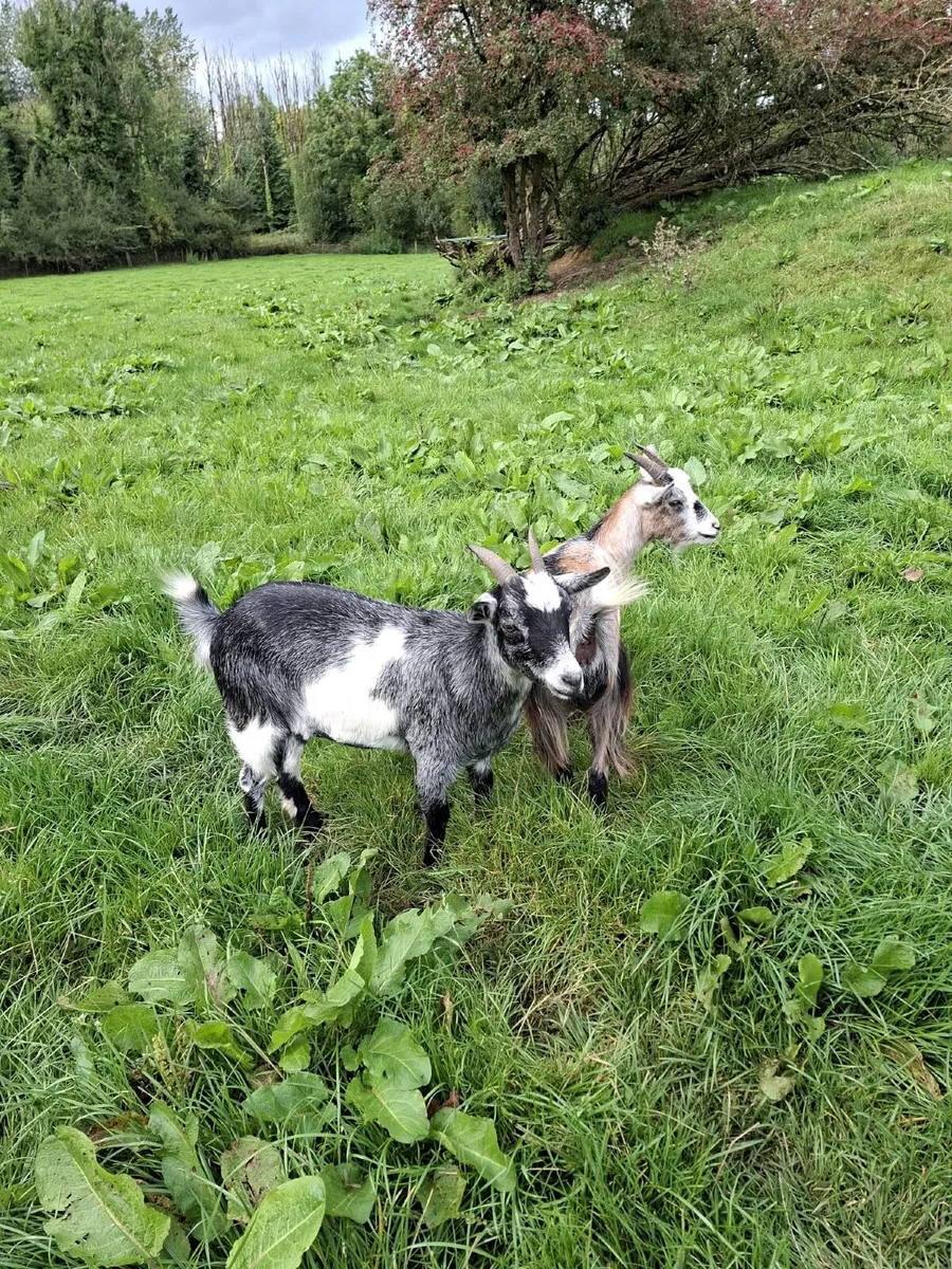Pygmy Goats - Image 1