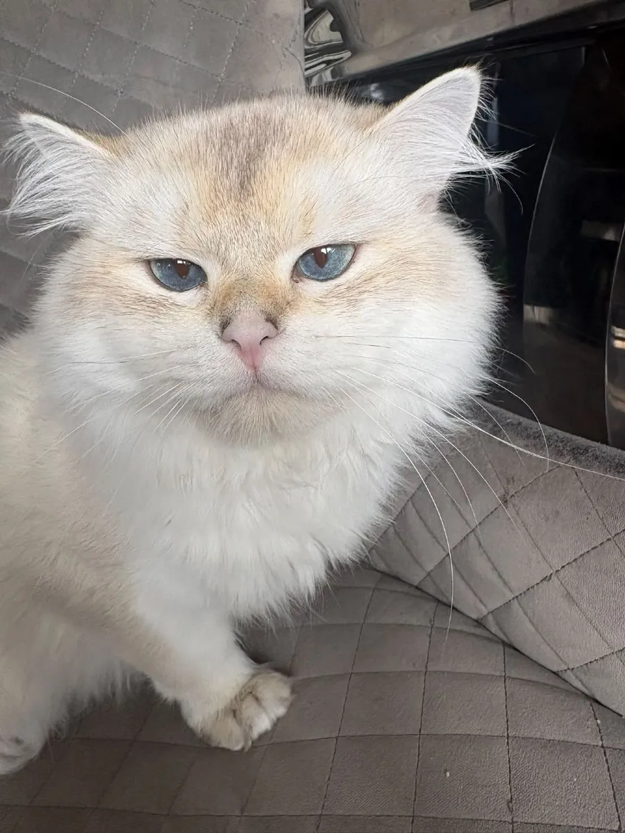 Golden Point 8 month old male cat - not neuter 🐈 - Image 3