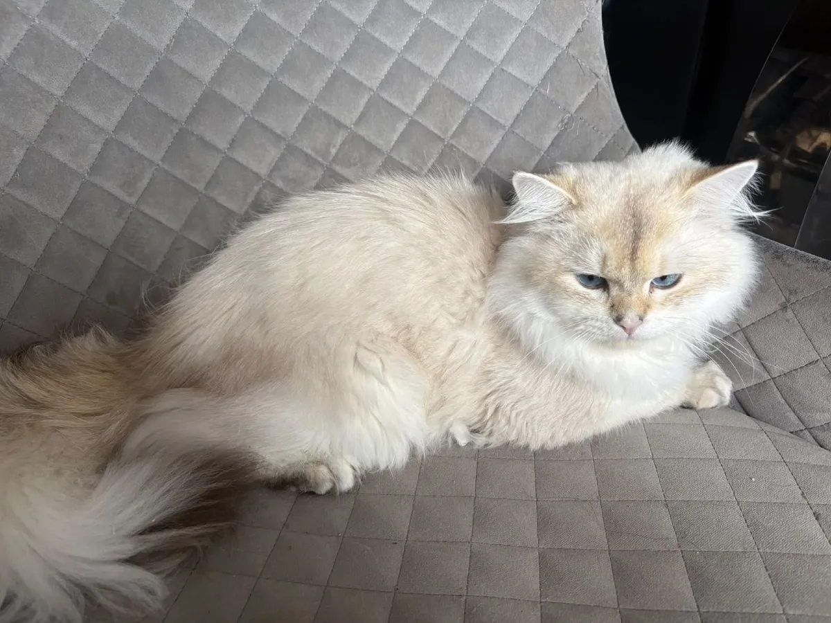 Golden Point 8 month old male cat - not neuter 🐈 - Image 1