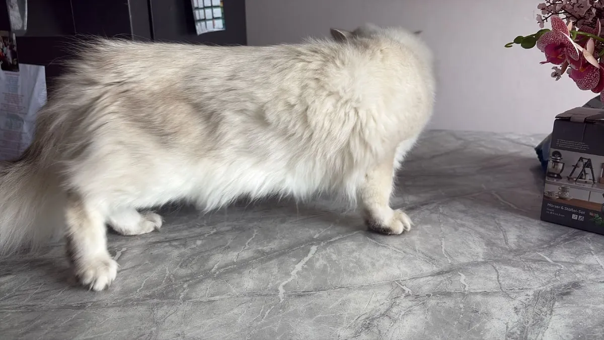 Golden Point 8 month old male cat - not neuter 🐈 - Image 2