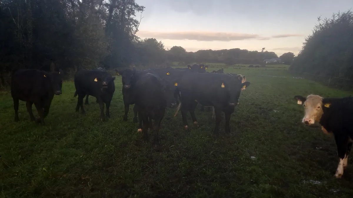 Angus heifers - Image 1