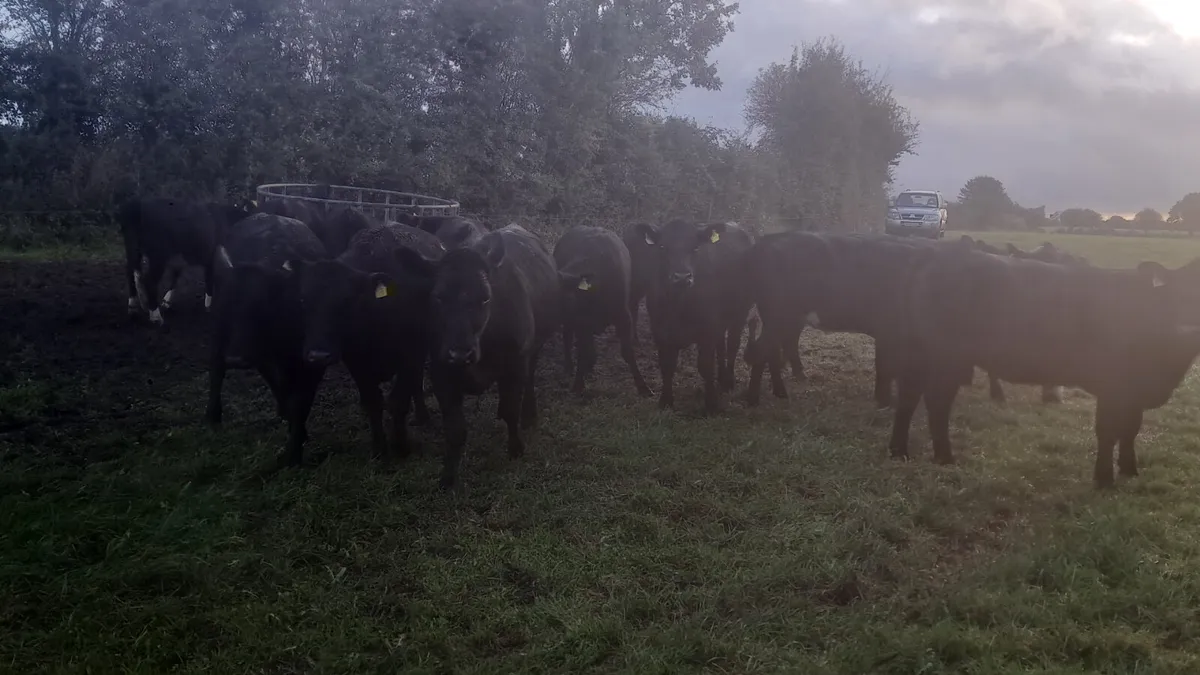 Angus heifers - Image 2