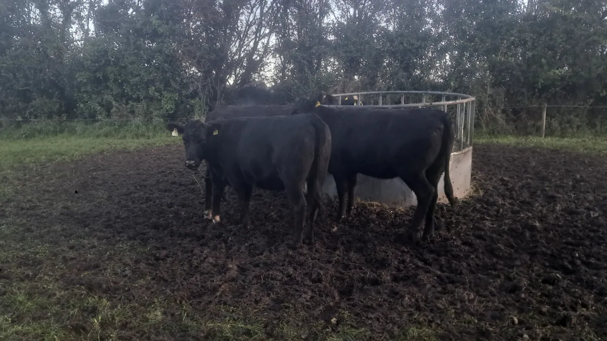 Angus heifers - Image 4