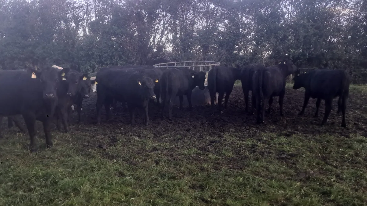 Angus heifers - Image 3