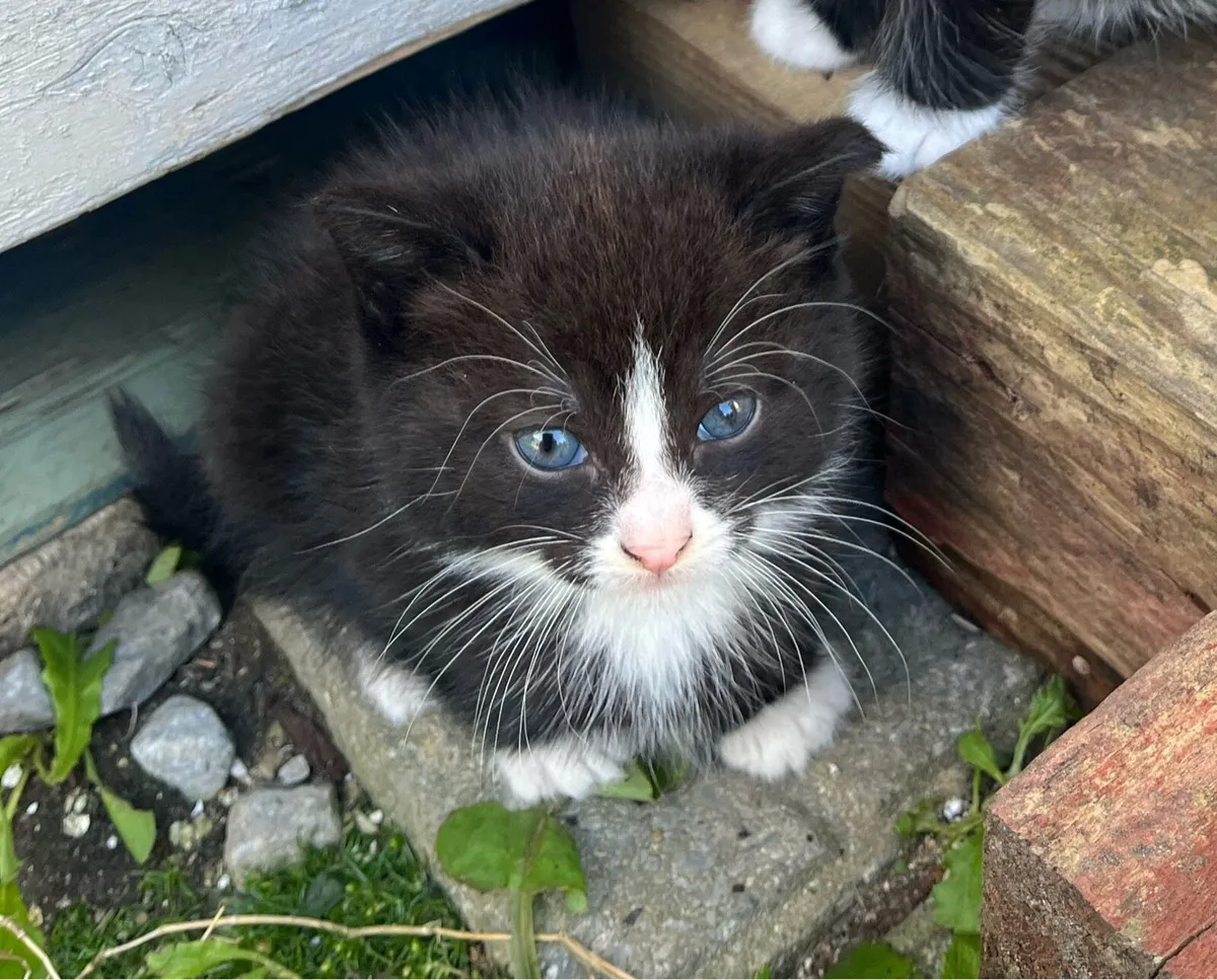 Kittens for sale - Image 1