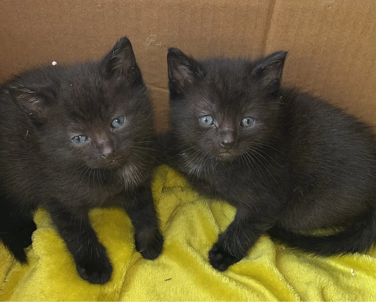 Kittens for sale - Image 3